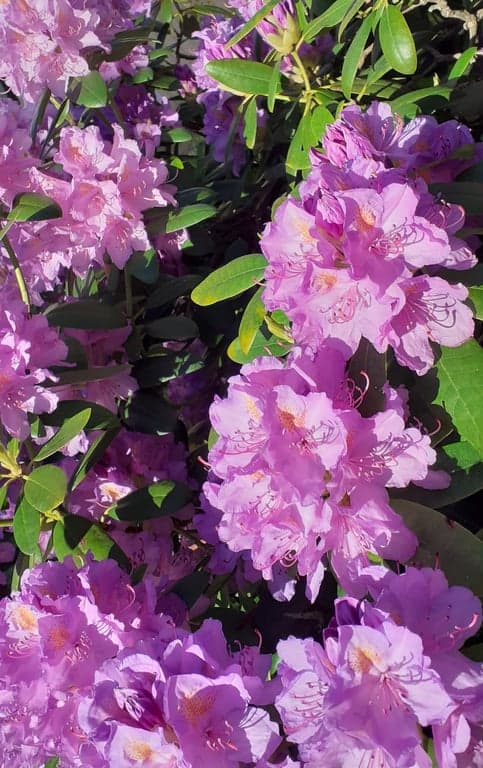 Rhododendron-lila-1.jpg