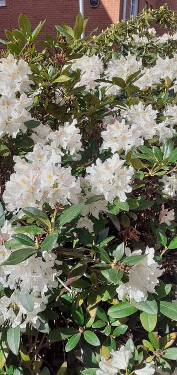 Rhododendron.jpg